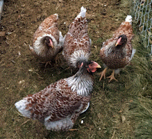 The Chickens, Kai Winn, Kira, Jadzia and Ezri